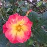 Summer of Love rose photo