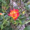 Summer of Love rose photo