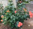 Garden Delight rose photo