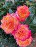 Garden Delight rose photo