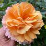 Double Easy Orange rose photo