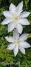 Gladys Picard clematis photo