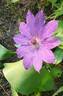 Baltyk clematis photo