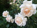 Chandos Beauty rose photo