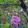Lavender Meillandina ® rose photo