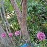 Lavender Meillandina ® rose photo
