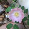 Rosa Pendulina Bourgogne rose photo