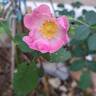 Rosa Pendulina Bourgogne rose photo