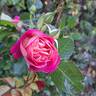 Agnes B rose photo