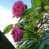 Volare rose photo
