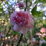 Cottage Rose ® rose photo