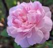 Cottage Rose ® rose photo