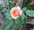 Sweet Honey rose photo