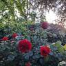 Scarlet Bonica rose photo