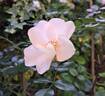 Escimo rose photo