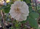 Alba Suaveolens rose photo