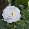Baby Iceberg rose photo