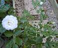 Baby Iceberg rose photo