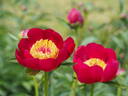 Hohloma peony photo