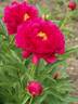 Ann Zahller peony photo