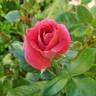 Shining Moment rose photo