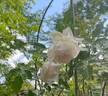 Madame Bravy rose photo