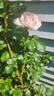 First Crush™ rose photo