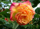 Garden Delight rose photo