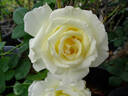 Garden Party rose photo