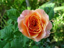 Georgia Peach ® rose photo