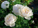 Glamis Castle rose photo