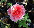 Glory Days rose photo