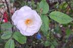 Maria Mathilda rose photo