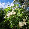 Azay-le-Rideau ® rose photo