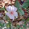 Astronomia rose photo