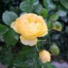 Château de Cheverny rose photo