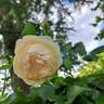 Wollerton Old Hall rose photo