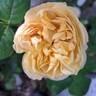 Charles Darwin ® rose photo