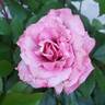 Pinkerbelle™ rose photo