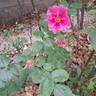 See You in Pink ® rose photo