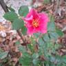 See You in Pink ® rose photo