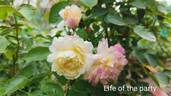 Life of the Party rose photo