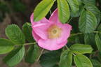 Fru Dagmar Hastrup rose photo