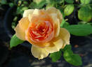 Grace ® ™ rose photo