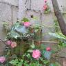 Louis Blériot ® rose photo