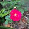 Cherry Frost rose photo