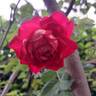 Joli coeur ® rose photo