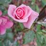 Blossomtime rose photo