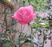 Leonardo da Vinci rose photo