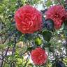 Orangerie rose photo